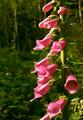 Foxglove