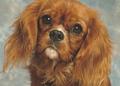 Beauty is,: a Cavalier King Charles called Ruby