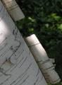 White Birch Tree Bark