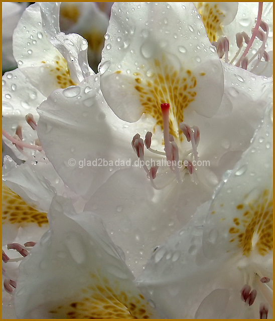 Rain Washed - Bleach Not Required