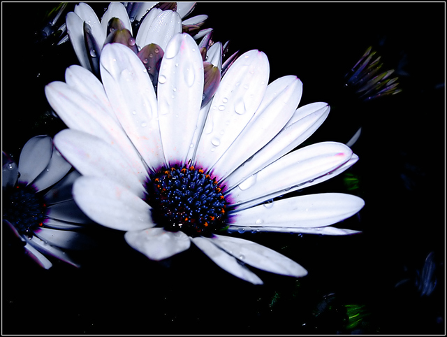 Daisy