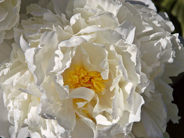 White Peony