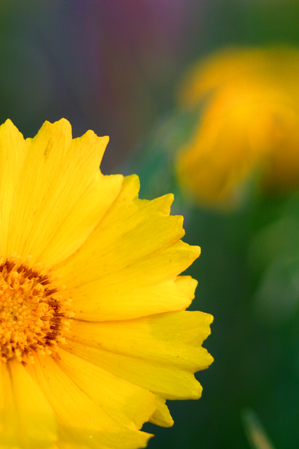 Yellow Beauty