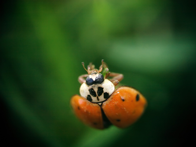 Ladybug