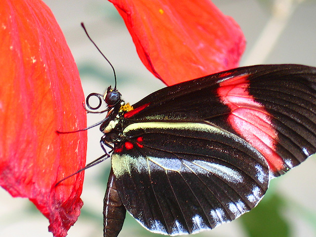 Winged Beauty