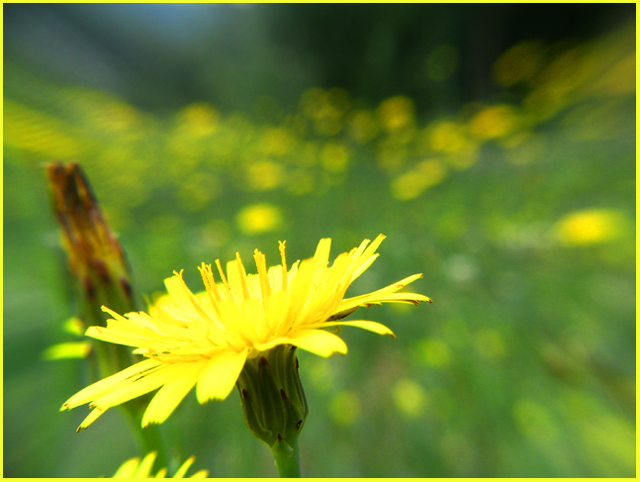 Beauty in Macro