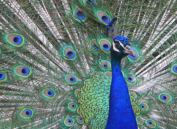 Proud as a Peacock