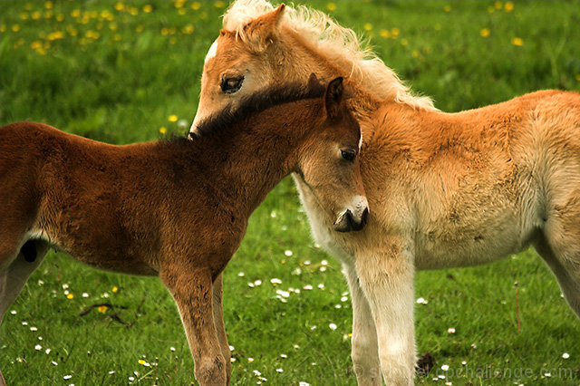 young love