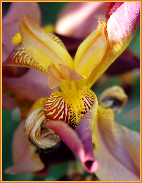 Colorful Flower