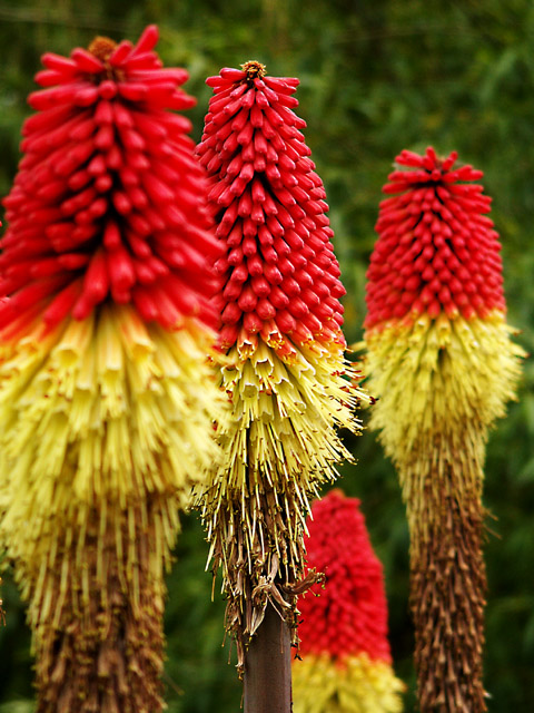 Red Hot Pokers