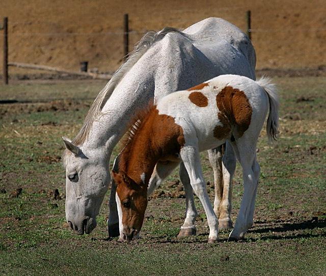 Mother's Love