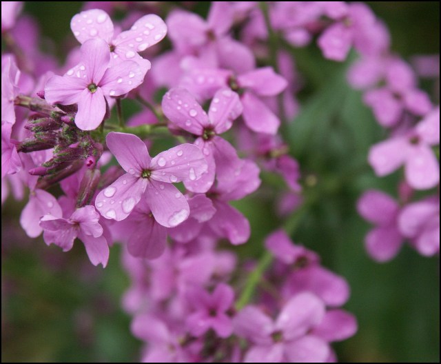 Warm Spring Showers