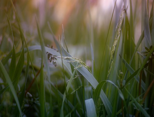 Spring's Bounty