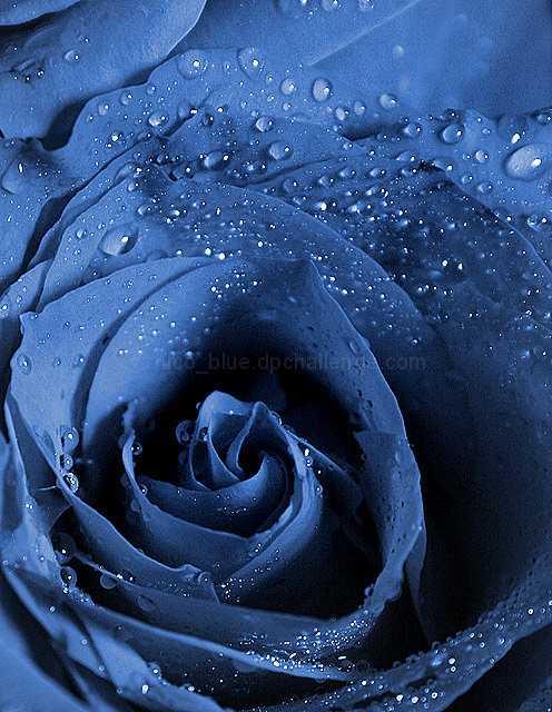 Blue rose