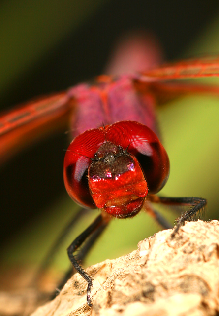 Shades of Red