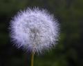Hmmm.....Should my wish be for a better camera ...or lens?