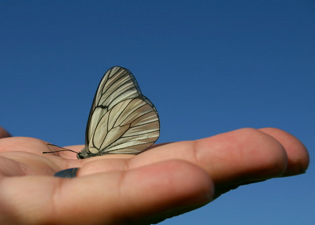 Butterfly decision: stay or fly?