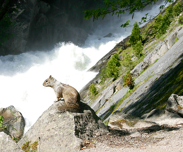 Suicidal Squirrel