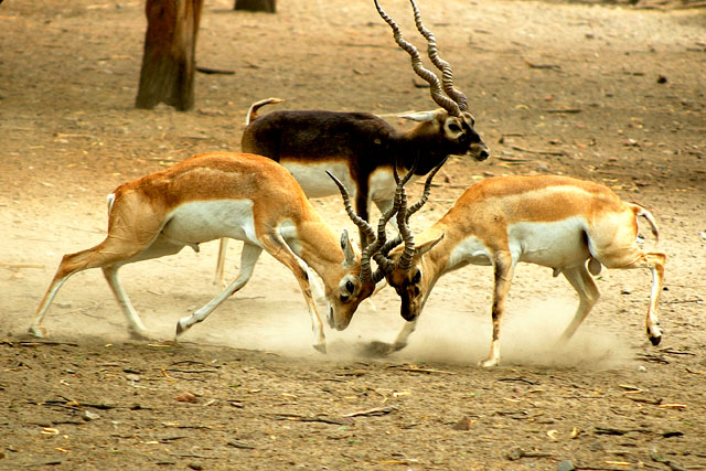 Black Buck's Decision Will Be Final and Binding (See His Tail)