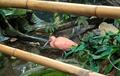 Bamboo