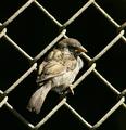 Fence