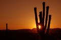 Arizona Sunset: Rays of Light Framed by Saguaro