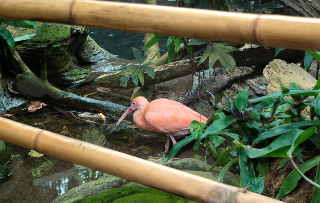 Bamboo