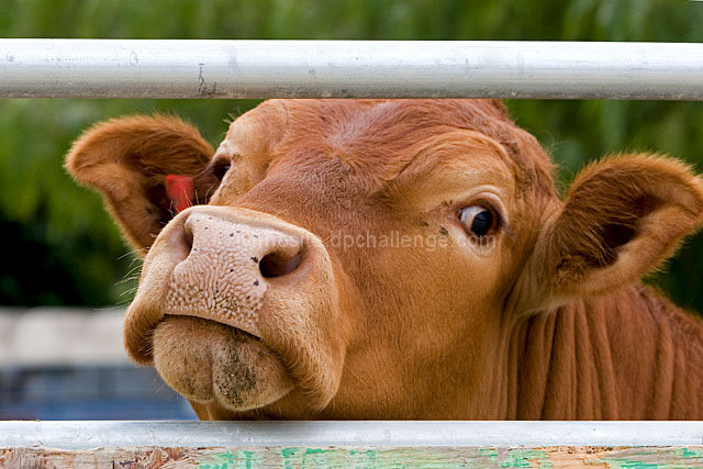 Bovine Behind Bars