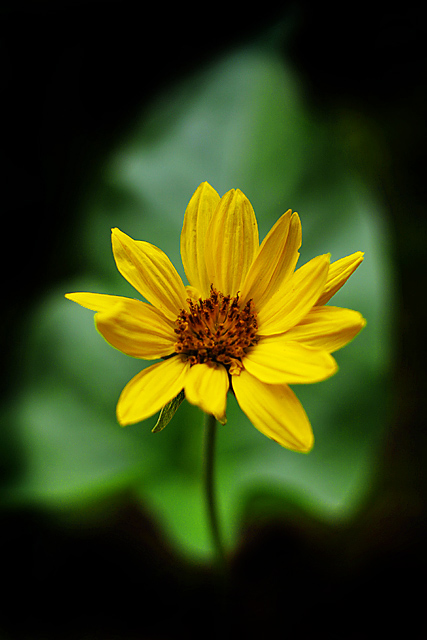 Centered in Foliage