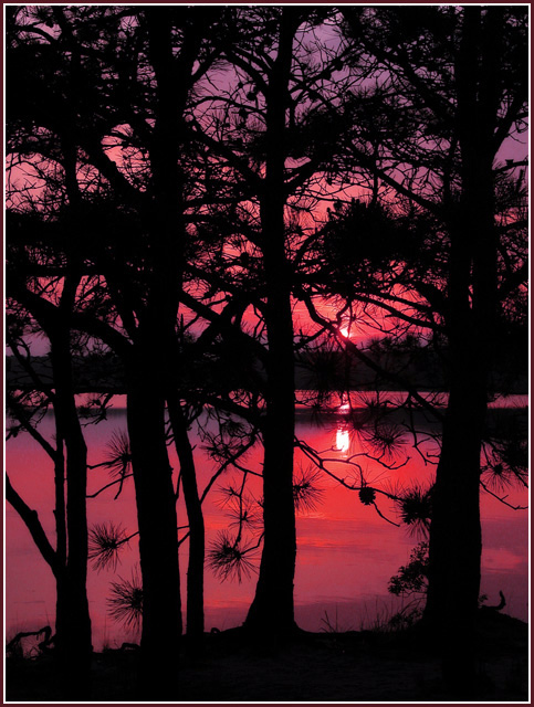 Reflections Through the Pines  Hinckley Pond