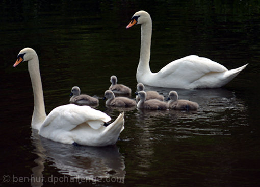 Signets framed by parents