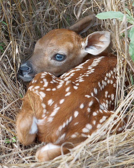 The Fawn