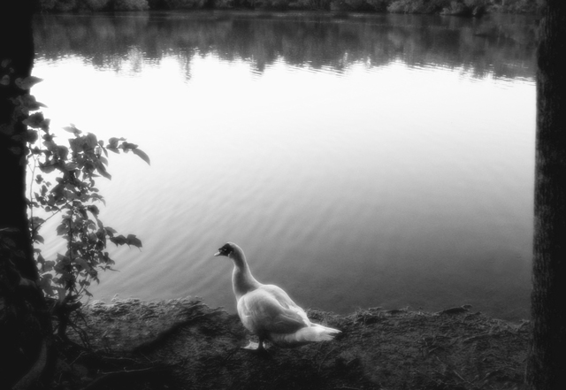 On the Pond