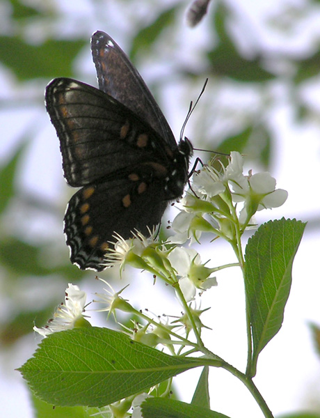 Pollination