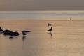 Morning Gulls