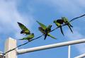The Wild Parrots of Eau Gallie Causeway