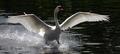 Landing Swan