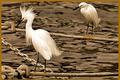 Birds On A Rope