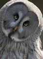 Hooo whoo you looking at ?