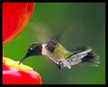 Hummer
