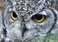 Alert! (Spotted Eagle Owl)