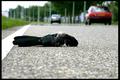 Road Kill!