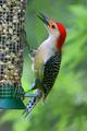 Red-belly