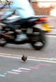 Why did the pigeon cross the road?