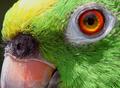 Parrot's Watchful Eye