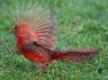 Male Northern Cardinal Taking Flight