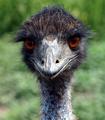 Stare of an Emu