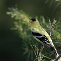 American Goldfinch