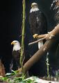 bald eagles in captivity