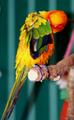 Sun Conure